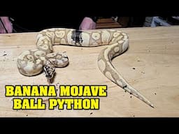 Banana Mojave paradox...... Going to miss this one.