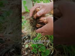 I’itoi Onion Harvest!