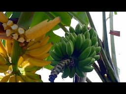 Enjoying Sweet Bananas From Our Small Urban Farm.