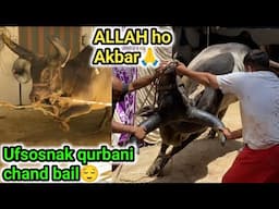 Shareef chand bail ki mushkil qurbani 2025😯| ALLAH ho Akbar🙏