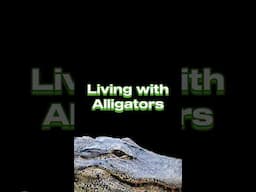 Living with Alligators #wildlife #alligators #florida
