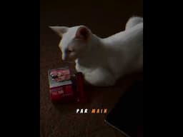 Mary jaib ma thi cigarette #cat #turkishcat #catbehavior #catvideo #funny #funnycat #funnycatvideos