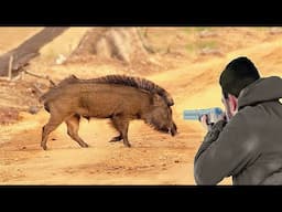 confrontations between the hunter and the ferocious wild boar