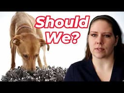 Should You Use Food Puzzles? Vet's Voice