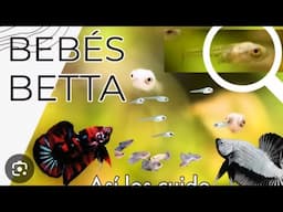Así cuido mis crías de Betta - Gente Betta Venezuela Dorman
