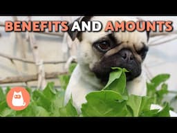 Can DOGS Eat SPINACH? 🥬🐶 How to Feed Spinach to Dogs