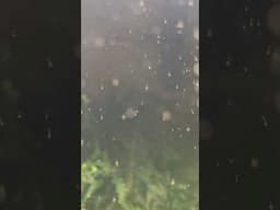 Amano Shrimp Larva, Can I raise them in a brine shrimp container?