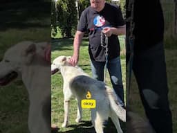 Prong Collars Cause Stress and Pain In Dogs