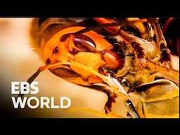 Nothing Can Stop This Insect: Inside the Giant Hornet’s Kill Zone #PICKDOCU
