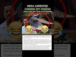 Chinese Spy Pigeon - Spijuniro Golubiro