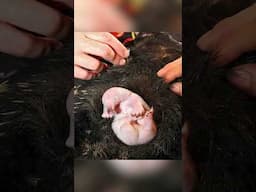 An Echidna Easter!