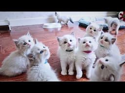 My house cat gave birth to a litter of adorable kittens, I raised them as my own precious babies.