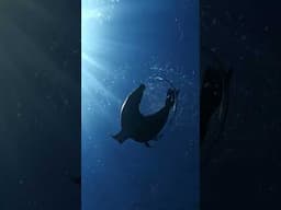 Cute Sea Lion Encounter 🎬 Jeremy Chaudier #Shorts #SeaLion