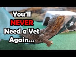 Full Bearded Dragon Hygiene Guide