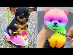 Funniest Animals 2025 😂 Best Funny Cats and Dogs 😻🐶 Part  14 | Cute Baby Dogs
