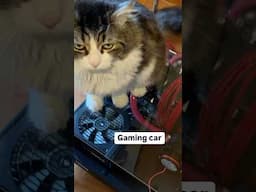 •PC Gaming Cat• #pcbuild #pcgaming