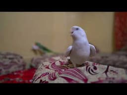 Nonstop Honking and Singing Cockatiel - Singing Cockatiel