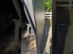 Gardesol Shed Update After 3 Years  #mower #shed #shedwork #garden #lawnequipment