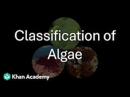 Classification of Algae | Plant Kingdom | Grade 11 | Biology | Khan Academy