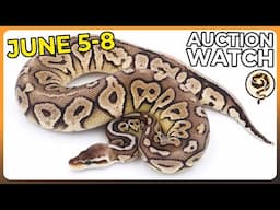 Auction Watch is back! - June 5-8!