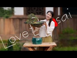 How to bend a bonsai - great bonsai bending skills #lovebonsai #bonsai #4