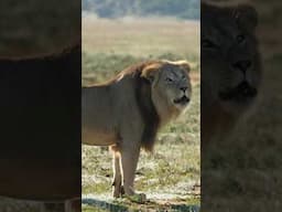 The NOMAD Lion 🦁 Roars