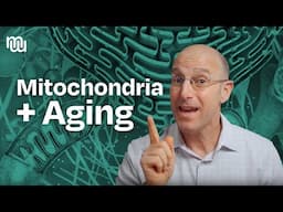 Mitochondria: The Secret Engine Behind Your Health