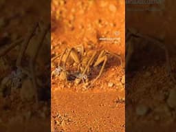 Sicarius thomisoides (six eyed sand spider) taking down a cricket. #spider #nature
