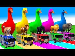5 Giant Duck Cartoon,Cow,Elephant,Tiger,Lion,Dinosaur,Paint Wild Animals Crossing Fountain Animation