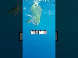 Mahi Mahi