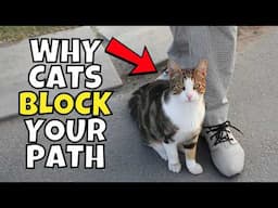 If Your Cat Blocks Your Path, This is What it Means