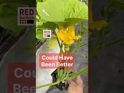 Could Have Been Better #squash #transplants #stress #rootbound