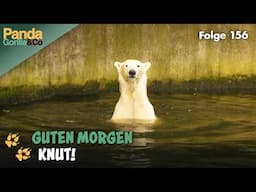 Eisbär Knuts Morgenroutine im Zoo | Panda, Gorilla & Co.