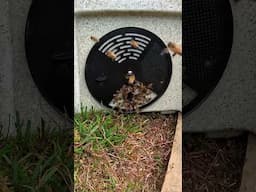 Nature’s Mind-Blowing Moment! Watch This Swarm Obey Their Queen! 🐝 #bee #beekeeping #shorts