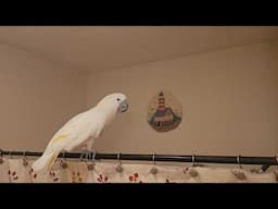 Cockatoo Shower Conversation 🚿