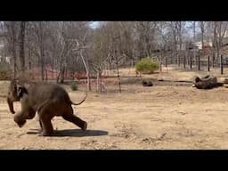 Baby elephant Jet ZOOMS around behind-the-scenes habitat at Saint Louis Zoo