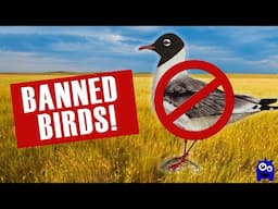 4 Wingspan Birds So Powerful They Get BANNED in Tournaments!