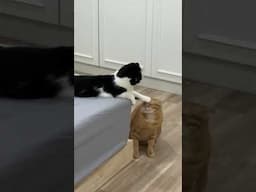 Cute And Funny Animals 😂 Funniest Cats and Dogs Videos 😻 You Won't Stop Laughing