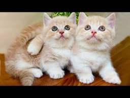 Colorful cat video, running and jumping on the grass - Cat teasing animals - Cat meowing
