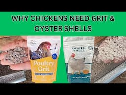 Chickens NEED oyster shells and grit: Why? How Much? How Often?