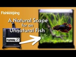 Creating a natural aquarium in a Fluval Betta Premium Aquarium Kit