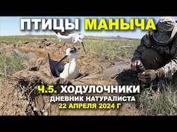 Птицы Маныча. 5-я часть. Ходулочники. Дневник.  22 апр. 2024 г.