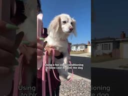 Is it too hot for your dog? Watch for heatstroke signs & get treatment tips here!