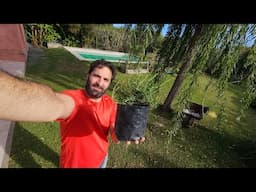 Ayudame a Trasplantar muchisimas plantas: Albahaca, Romero, Buxus y otras mas en vivo  #ENVIVO #IRL