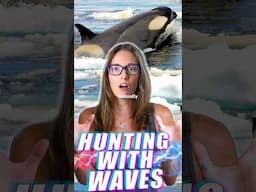 Why Are Type B Killer Whales So Special?