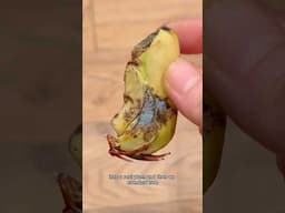 this is what happened after I tried growing a mango