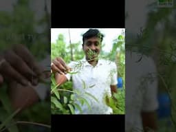 800 സ്ക്വയർ ഫീറ്റിലെ പച്ചക്കൂടാരം.. സമ്മിശ്ര കൃഷിയുടെ മാതൃകയായി മാറിയ മട്ടുപ്പാവ് #terracegarden