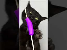 cat eating purple 💜 asmr mukbang