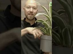 When should you water your Dracaena 💦🪴 #plants #houseplants #indoorplants @SwedishPlantguys