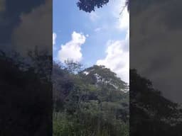 Macaco voando